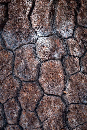 Bark Texture Photo
