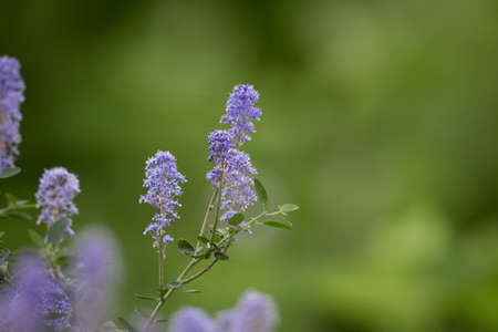 Purple Flowers Photo