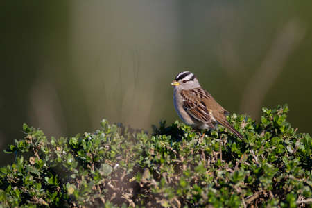 Bird Wildlife Photo
