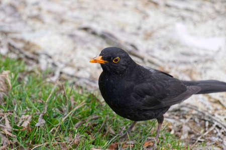 Blackbird on lakeshore