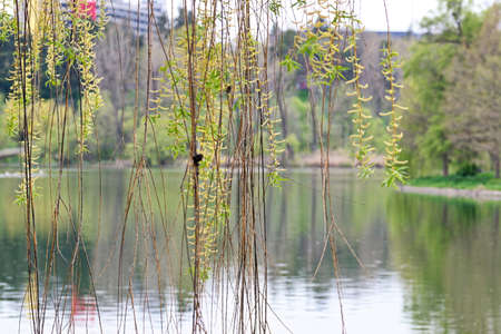 Willow twigs with green leaves above lake water