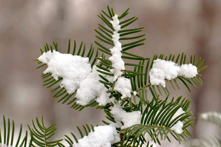 Fir tree twig with needles and snow in the winter