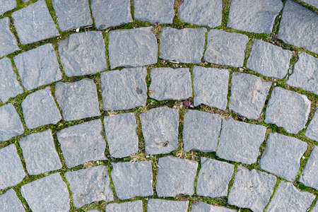 Stone pavement with plants grown in joints