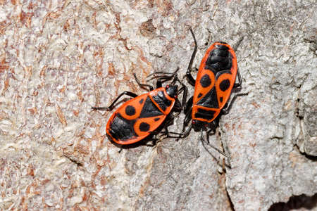 Zapatero insects on tree trunk bark