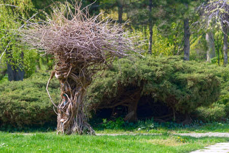Strange shrub in the park