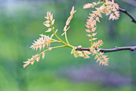 Close-up tree twig with small leaves