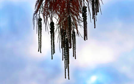 Conifer tree twigs with fruits and leaves