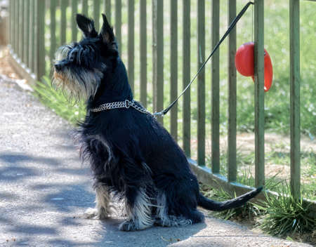 Dog leashed from a metallic fence