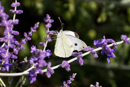 Large White Butterfly