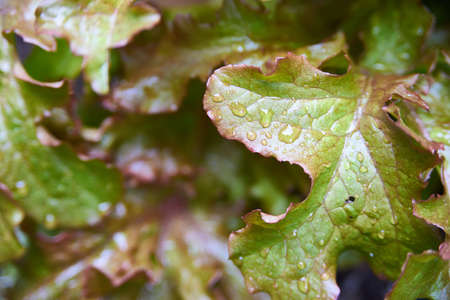 Garden lettuce