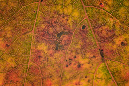 Fall Macro Leaf