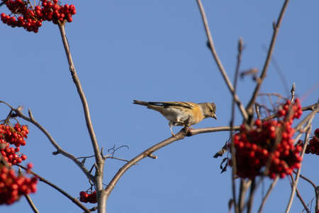 A single red robin sitting on a branch of red berries. The sky is clear blue.