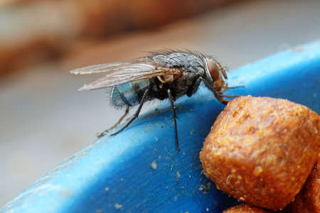 Fly eating cat food in a bowl