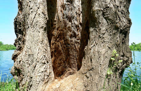 Scorched tree on the lake shore