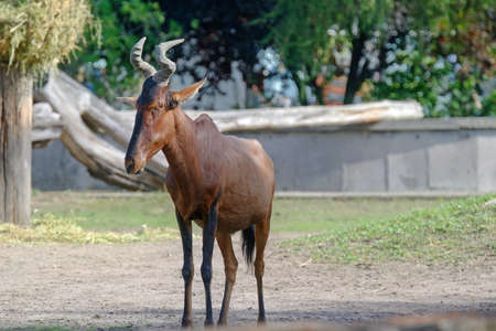 Herbivore mammal