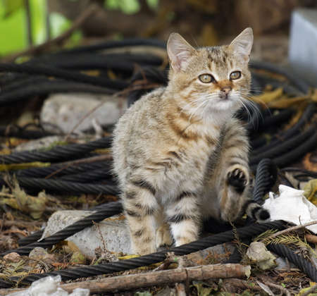 Cat outdoors