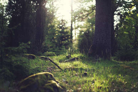 green, trees, grass, woods, nature, forest, outdoors, sunshine, branches, bushes, sticks