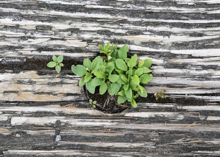 plant, pot, gardening, leaves, green, wood