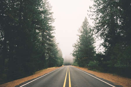 road, trees, forest, woods, empty, fog, country