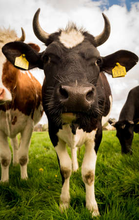 cows, animals, farm, meadow, grass, field