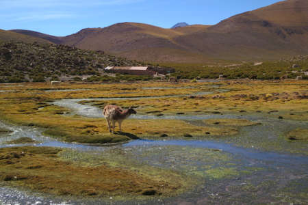Geyser el Tatio, Chile, animals, country, rural, grass, fields, water, mountains, hills, nature