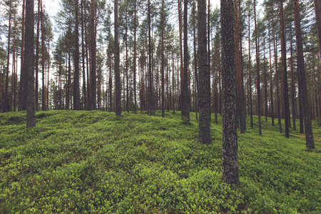 forest, trees, woods, green, grass, nature, plants