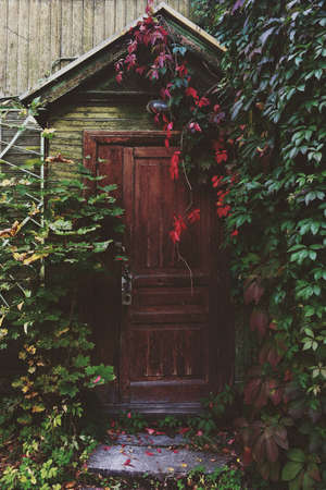 entrance, door, wood, vines, leaves, garden, trees