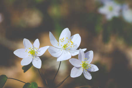 flowers, wild, spring, white, petals, nature