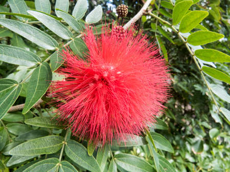 flower, garden, plants, nature