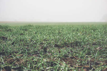 green, grass, field, foggy, nature, countryside, rural