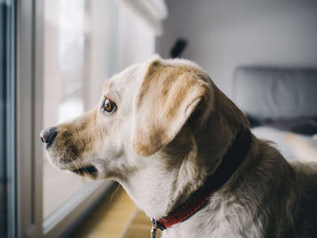 dog, pet, looking, animals, home