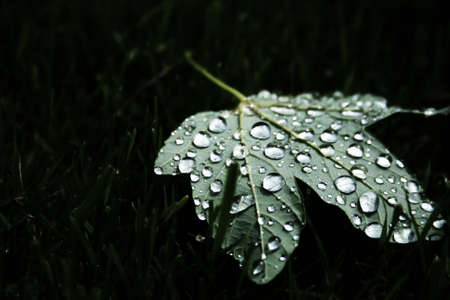 green, leaf, dew, nature