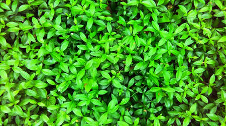 green, leaves, plants, nature