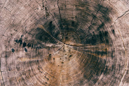 wood, log, texture, lumber
