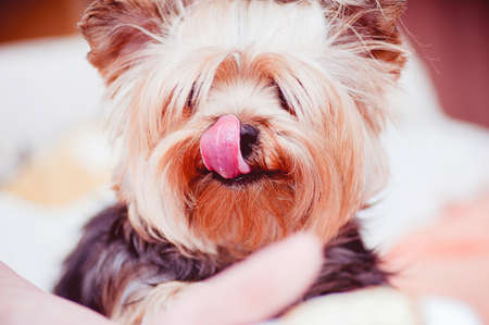 dog, tongue, pet, animals, cute, Yorkshire Terrier, Yorkie