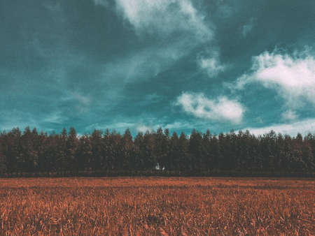 field, crops, agriculture, nature, landscape, trees, forest, rural, countryside, blue, sky, clouds