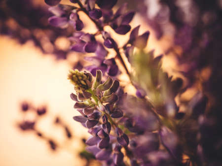 lupine, purple, plants, garden, nature