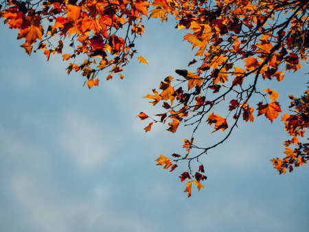 red, leaves, branch, trees, fall, autumn, blue, sky, sunshine, nature