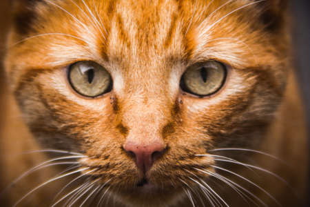 cat, eyes, whiskers, pet, animals