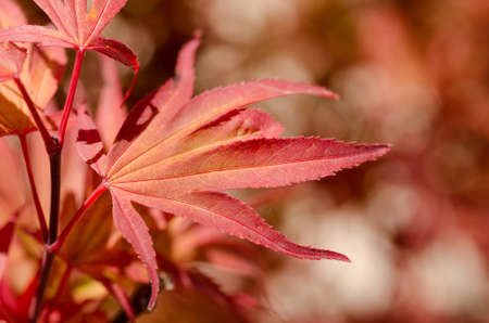 red, leaf, trees, nature
