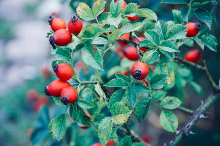 leaves, plants, garden, nature