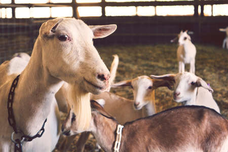 goats, animals, farm, barn