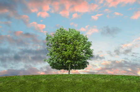 tree, green, grass, field, sky, clouds, sunshine, summer, nature, outdoors