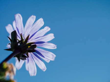 purple, flower, blue, sky, sunshine, summer, nature