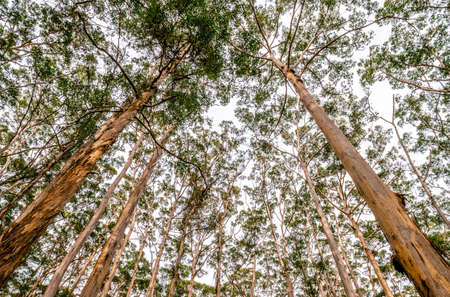 trees, forest, woods, nature