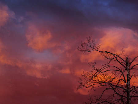 sky, orange, sunset, dusk, trees, fall, autumn, nature