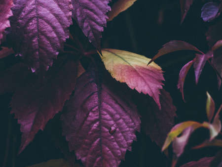 purple, leaves, plants, trees, nature, fall, autumn