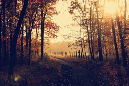 trees, forest, woods, nature, park, sunrise, fall, autumn, leaves, trail, path, rural, countryside