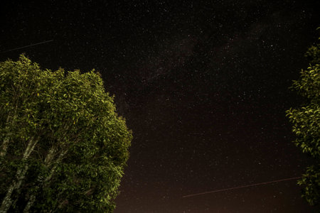 stars, shooting star, galaxy, space, night, sky, evening, trees, nature