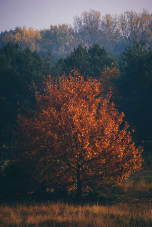 trees, forest, woods, grass, nature, fall, autumn